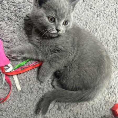 Image 4 of Full Pedigree British short hair kitten light grey litter
