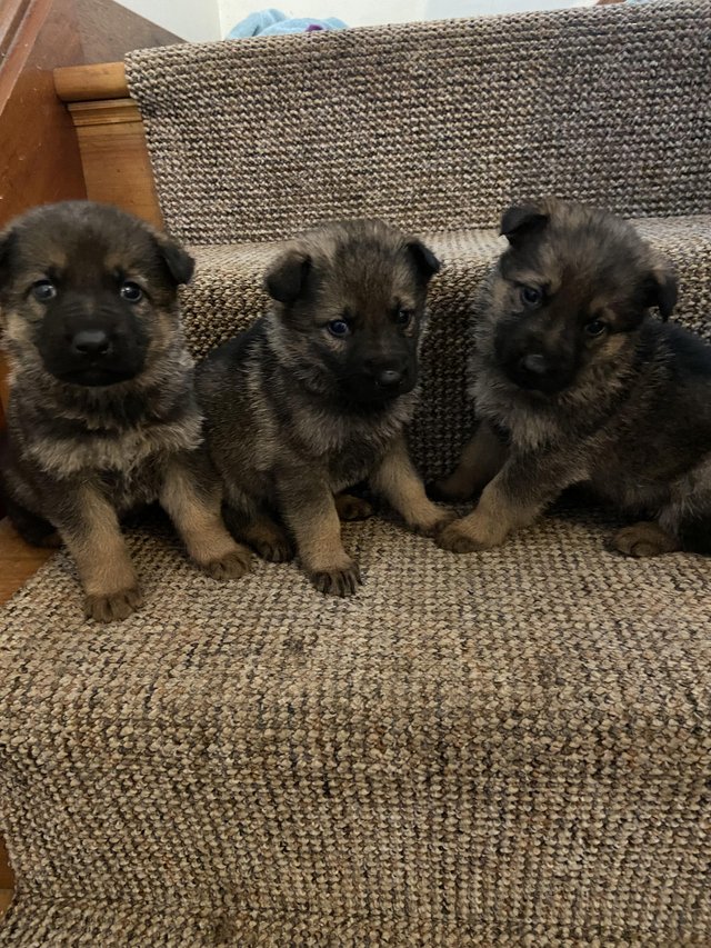 Preview of the first image of *READY TO LEAVE* German shepherd puppies.