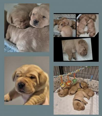 Image 4 of KC Registered Labrador puppies