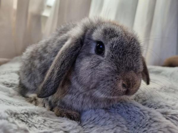 Image 2 of Gorgeous French x Mini lop for sale!