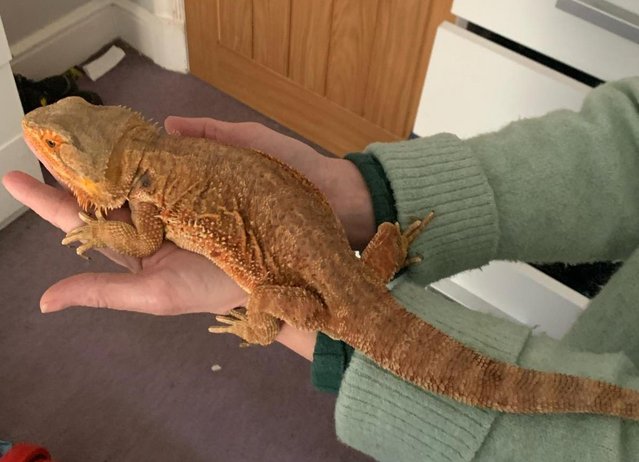 Preview of the first image of Orange female bearded dragon and complete set up for salr.