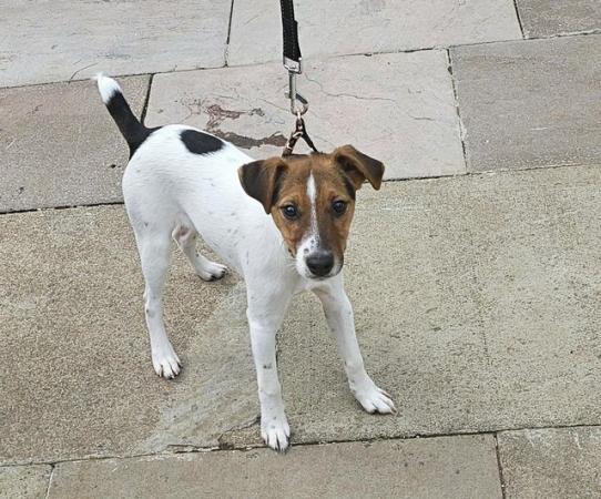 Image 2 of 7 month old fox terrier pup