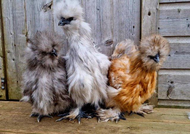 Preview of the first image of BANTAM HENS point of lay polish, silkie and pekin.