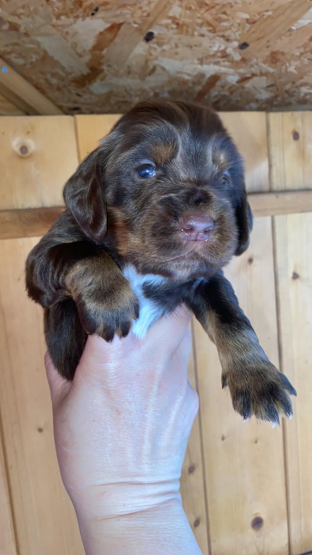 Preview of the first image of 5 Star chocolate and Tan working cocker pups.