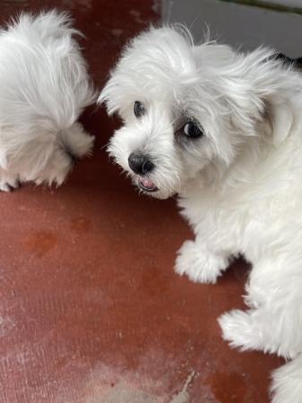 Image 8 of Maltese boy puppies 11 weeks old