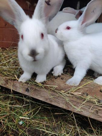 Image 5 of Californian and New Zealand White rabbits