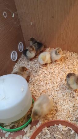 Image 3 of 6 day old large fowl Brahma chicks