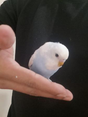Image 5 of Young baby budgies hand tamed for sale
