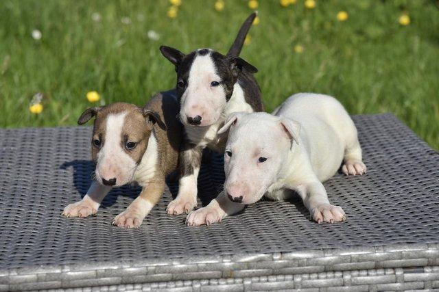Image 8 of Top class english bull terrier puppies