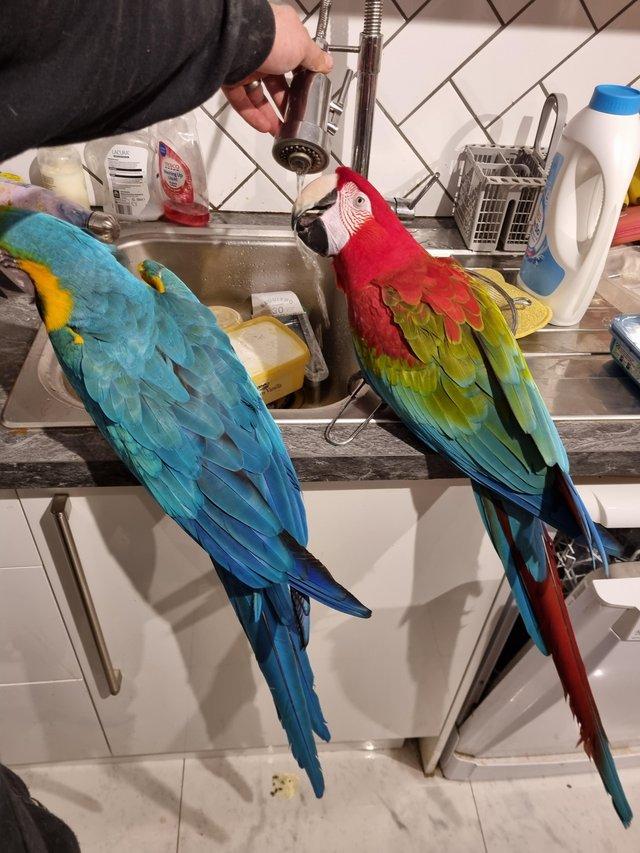 Preview of the first image of Bonded tame macaws green wing and blue gold for rehome sale.