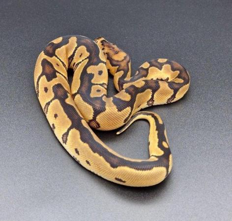 Image 3 of Clown Probable Red Stripe Female Ball Python 220502