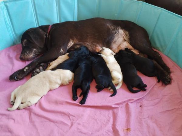 Image 1 of 8 week Labrador puppies for sale