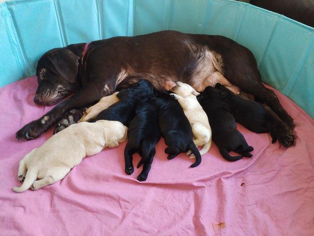 Preview of the first image of 8 week Labrador puppies for sale.