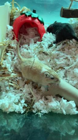 Image 1 of Two male gerbils with accessories.