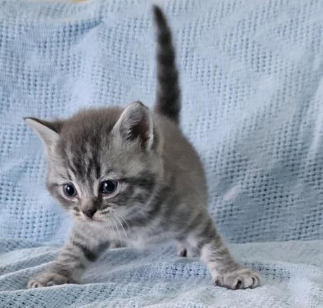 Image 9 of Beautiful Britishshorthair kittens