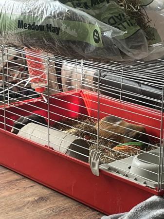 Image 3 of 2 male Guinea pigs with cage
