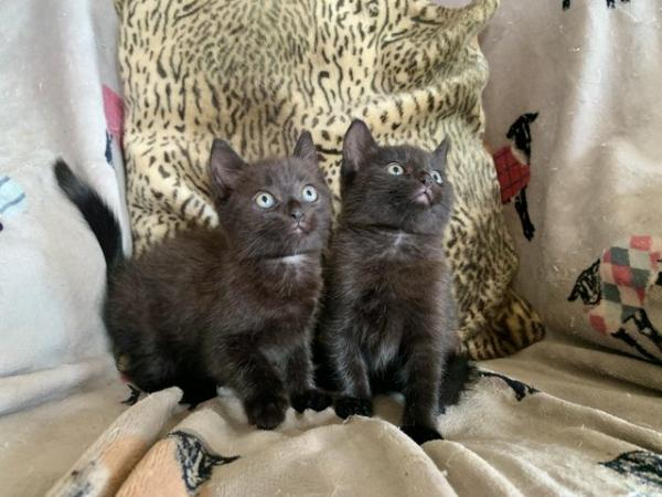 Image 7 of Beautiful Kittens for sale