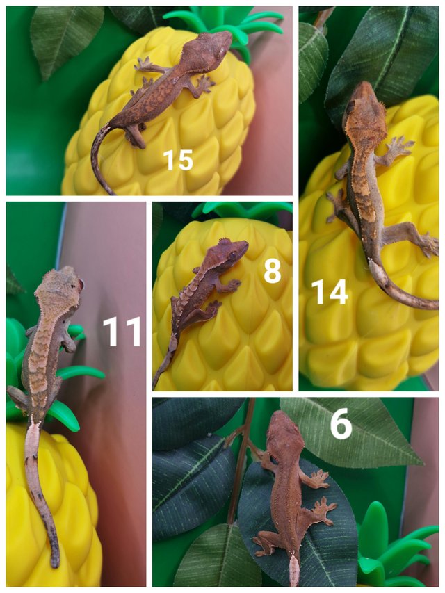 Preview of the first image of Crested Gecko Juveniles CB23.