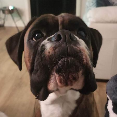 Image 1 of Boxer female brindle and white for sale