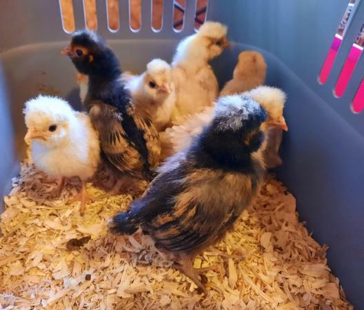 Image 3 of Pure bred Poland and Pekin unsexed chicks
