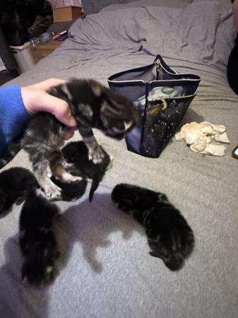 Image 5 of Kittens for sale ready 23rd may