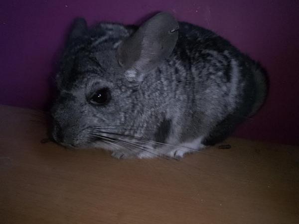 Image 5 of Cheeky Chinchillas for Sale