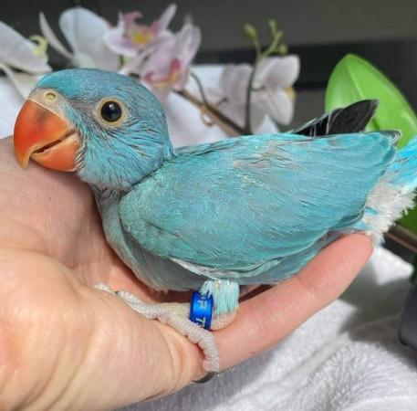Image 10 of Indian ringneck baby birds available