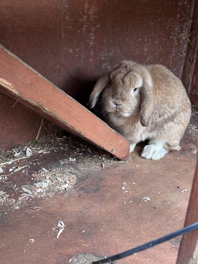Preview of the first image of Male lop rabbit friendly rabbit.