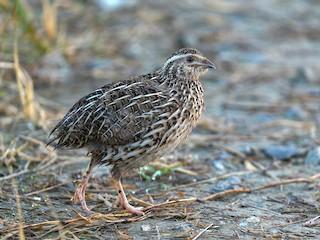 Image 3 of Quail....Japanese quail....FEMALE..100%......now laying.....