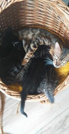 Image 2 of Bengal cross kittens for sale