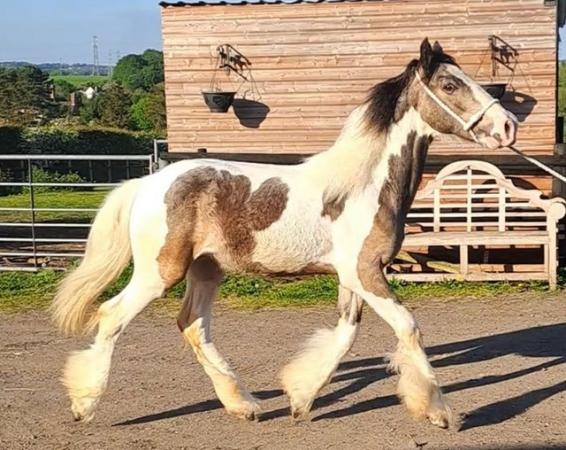 Image 1 of Dun and White Cob Yearling GELDING to make 15 hands plus