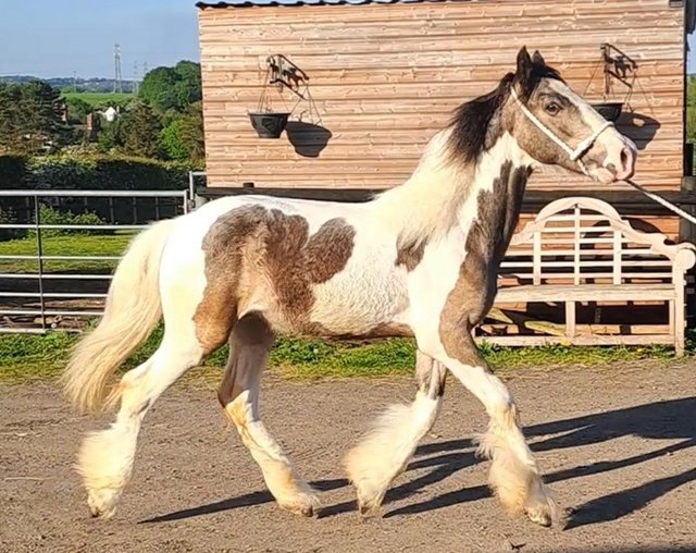 Preview of the first image of Dun and White Cob Yearling GELDING to make 15 hands plus.