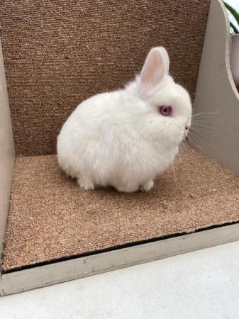 Image 3 of Netherland Dwarf Adults - VACCINATED & WORMED
