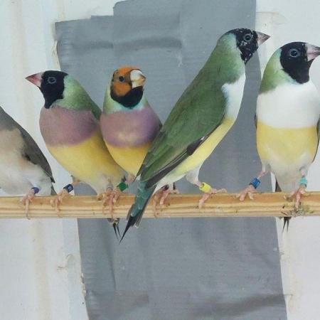 Image 5 of Pairs of Gouldian finches 23/24 breed