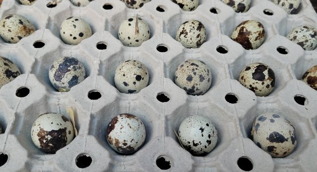 Image 2 of B/f Japanese quail hatching eggs £3 a dozen