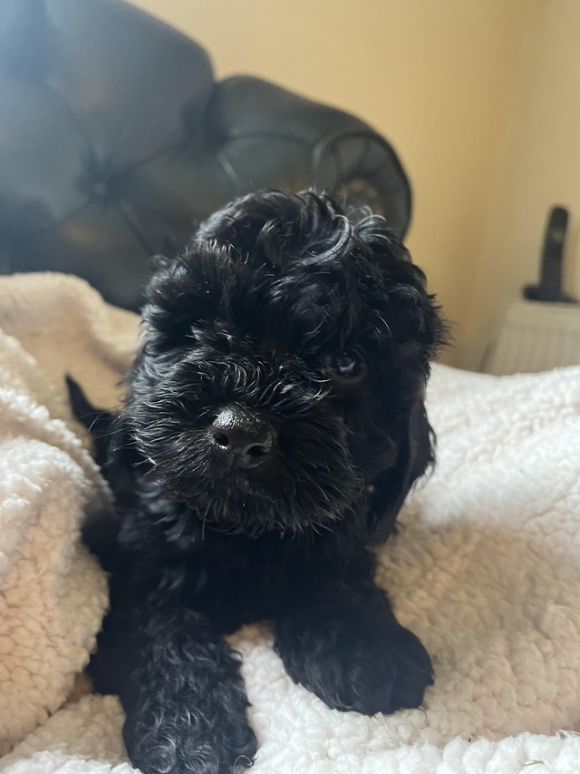 Preview of the first image of **Ready to leave now** black cockapoo boy.