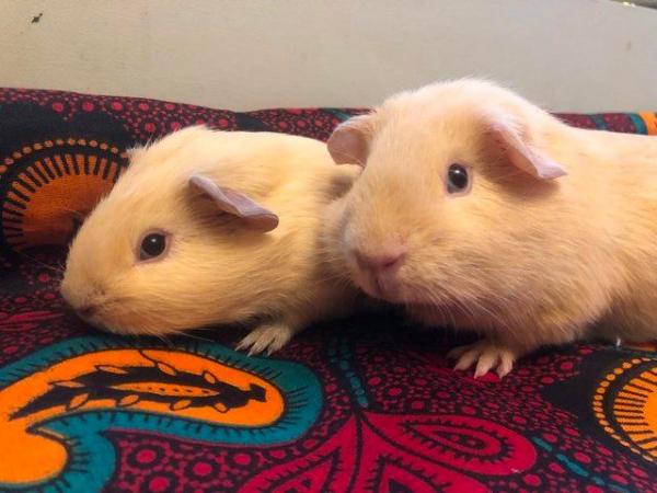 Image 7 of Stunning cream, friendly cute little brothers