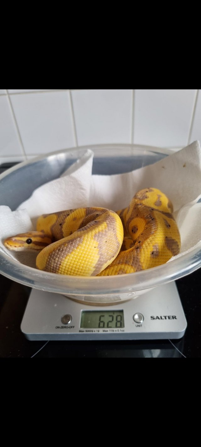 Preview of the first image of Cb22 banana leopard 100% het clown FEMALE..