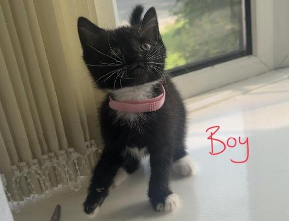 Image 5 of READY NOW - Gorgeous, super cute KITTENS