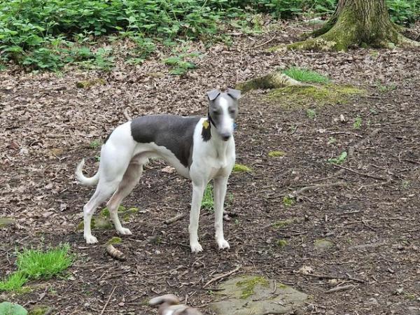 Image 2 of Whippet for stud not proven