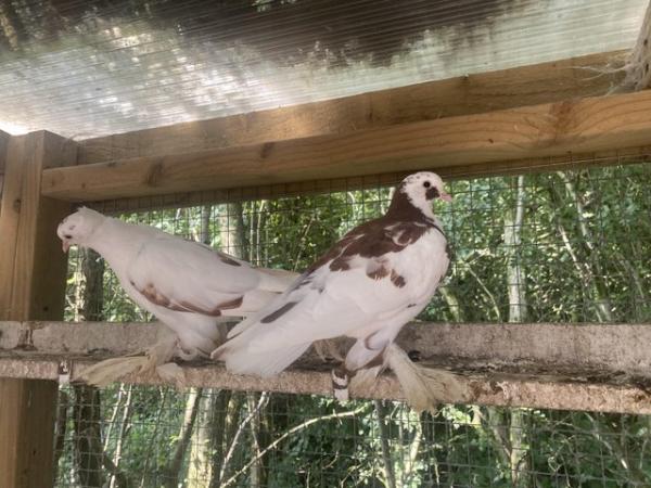 Image 4 of Domestic various healthy pigeons