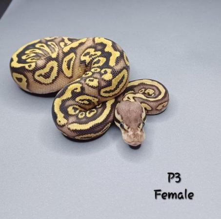 Image 18 of Various Hatchling Ball Python's CB23 - Availability List