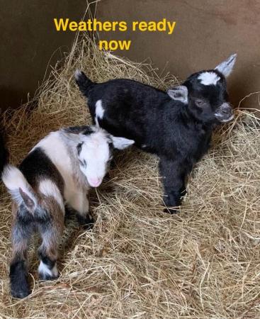Image 1 of Pygmy goats nanny Billy’s and weathers