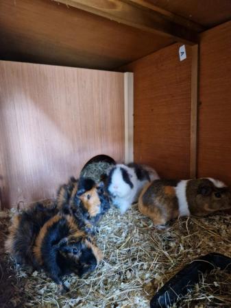 Image 5 of Guinea pigs Ready now, boys & girls available
