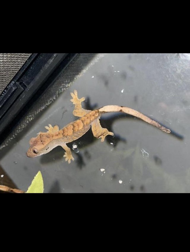 Preview of the first image of Baby crested gecko’s for sale!!!.