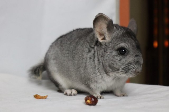 Image 3 of Chinchilla baby girl for sale