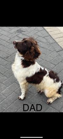 Image 2 of *REDUCED Price* Cocker Spaniels (3 Boys Left)