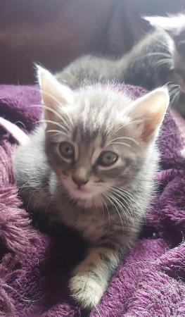 Image 1 of SILVER TIPPED TABBY KITTENS