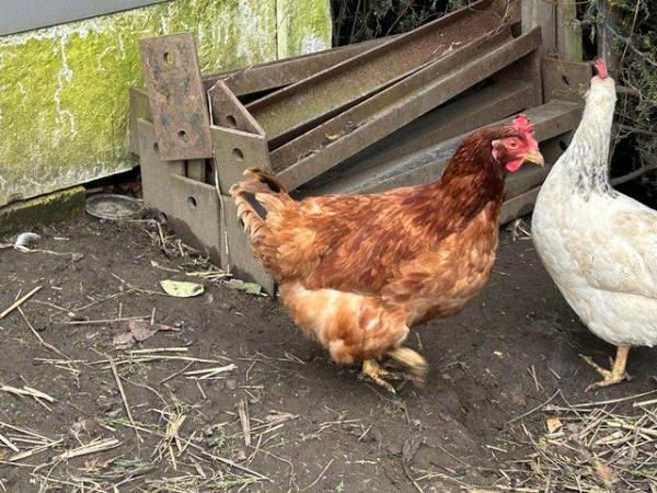 Image 2 of Lovely warren hen for sale good home £5