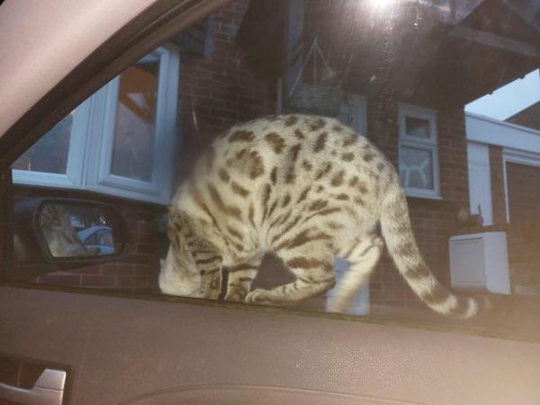 Image 6 of 3 year old female grey bengal for sale